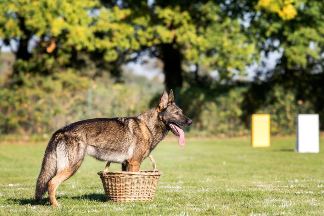 GSD Standing with front in a basket