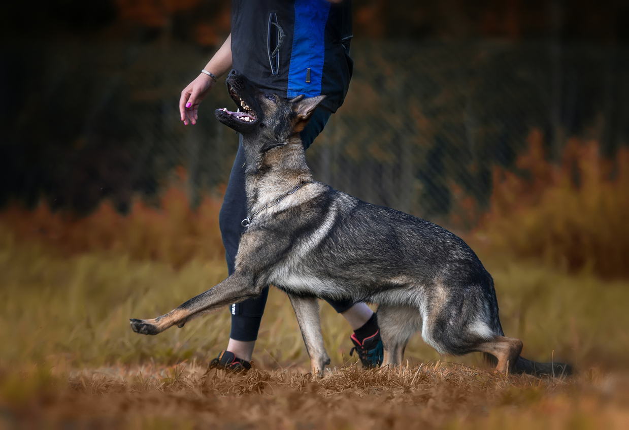 Heeling training with young german shapherd