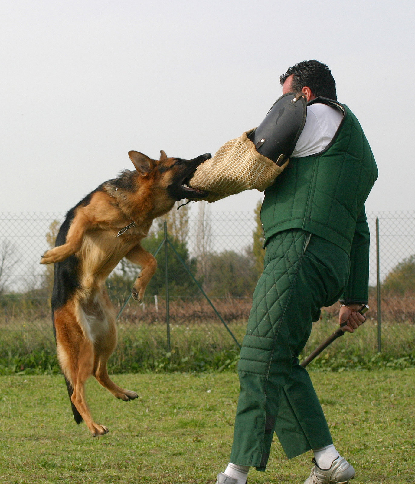 11992238_german-shepherd-in-attack