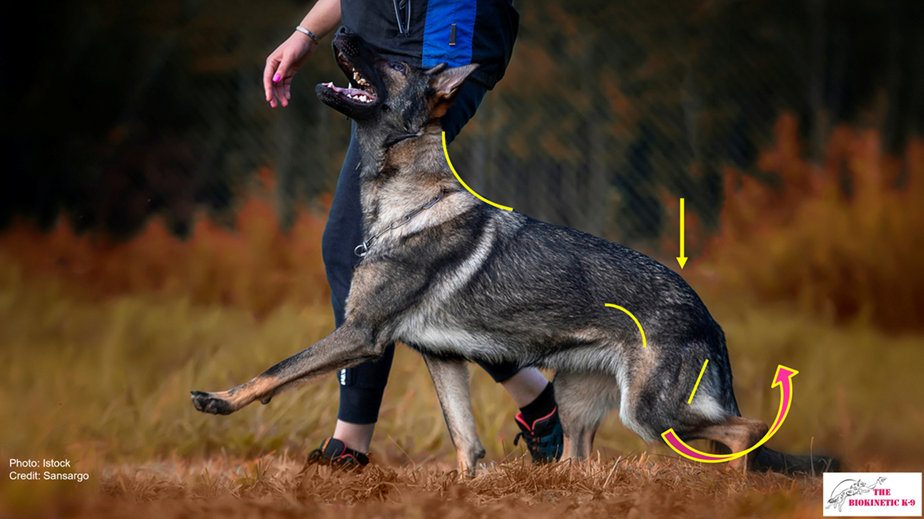 Heelwork-in-IGP