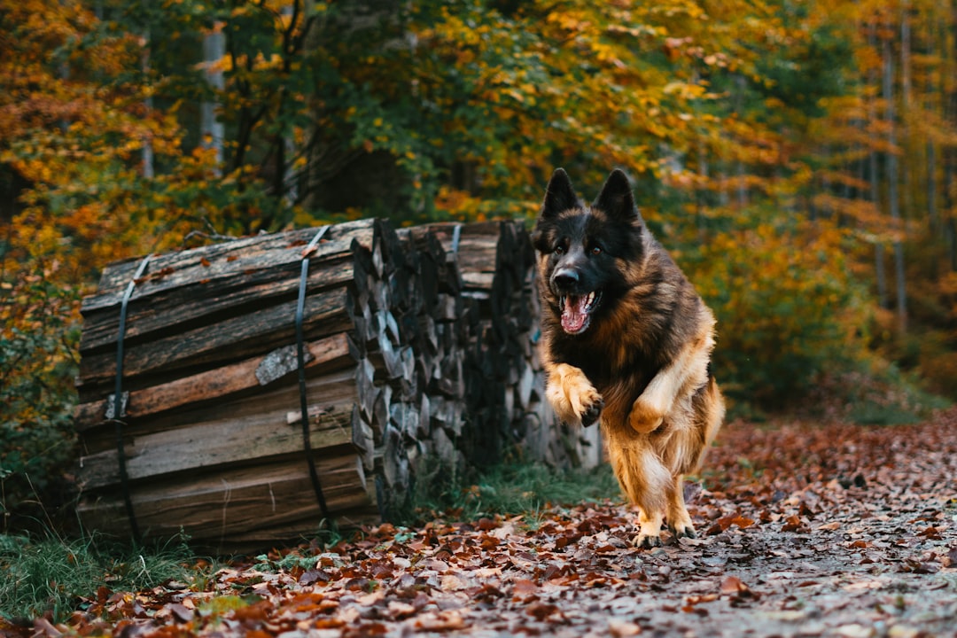 Photo by tiim brown German shepherd on roadway beside trees